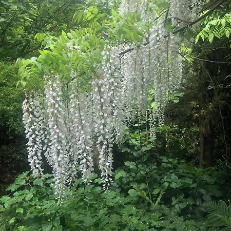 アパート - Nisa 1895 *